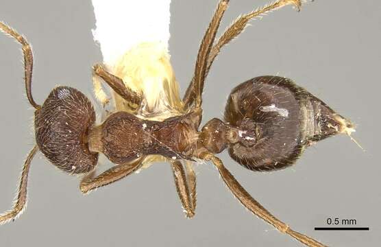 صورة Crematogaster dohrni Mayr 1879