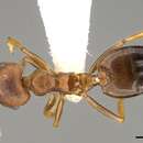 Image of Crematogaster rogenhoferi Mayr 1879