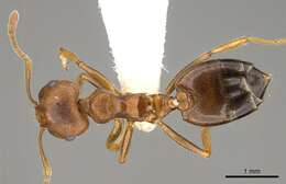 Image of Crematogaster rogenhoferi Mayr 1879