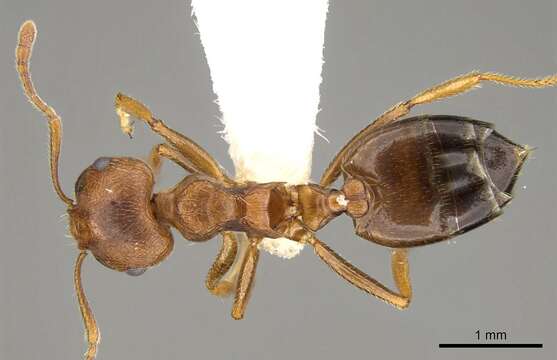 صورة Crematogaster rogenhoferi Mayr 1879