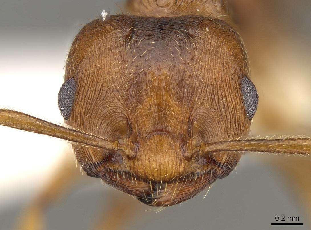 Image of Crematogaster rogenhoferi Mayr 1879