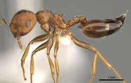 Image of Crematogaster rogenhoferi Mayr 1879