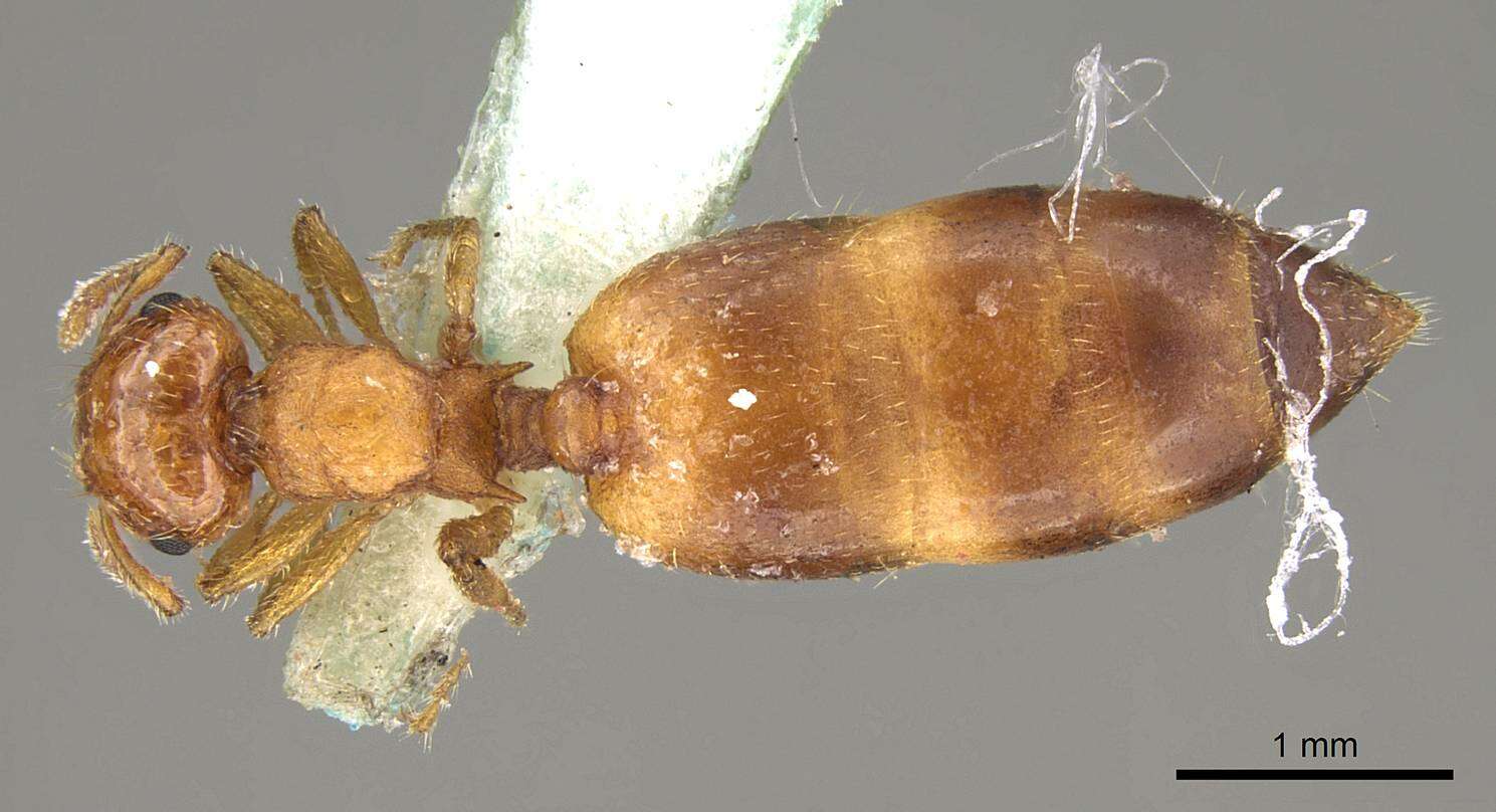 Image of Crematogaster biroi Mayr 1897