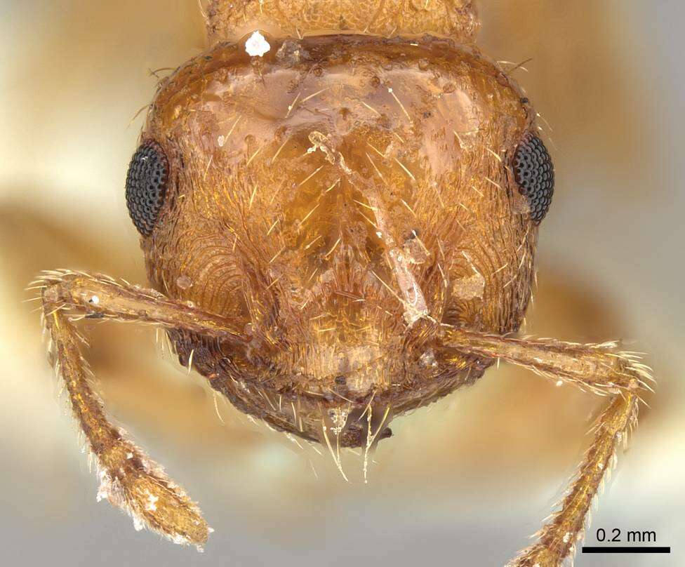 Image of Crematogaster biroi Mayr 1897