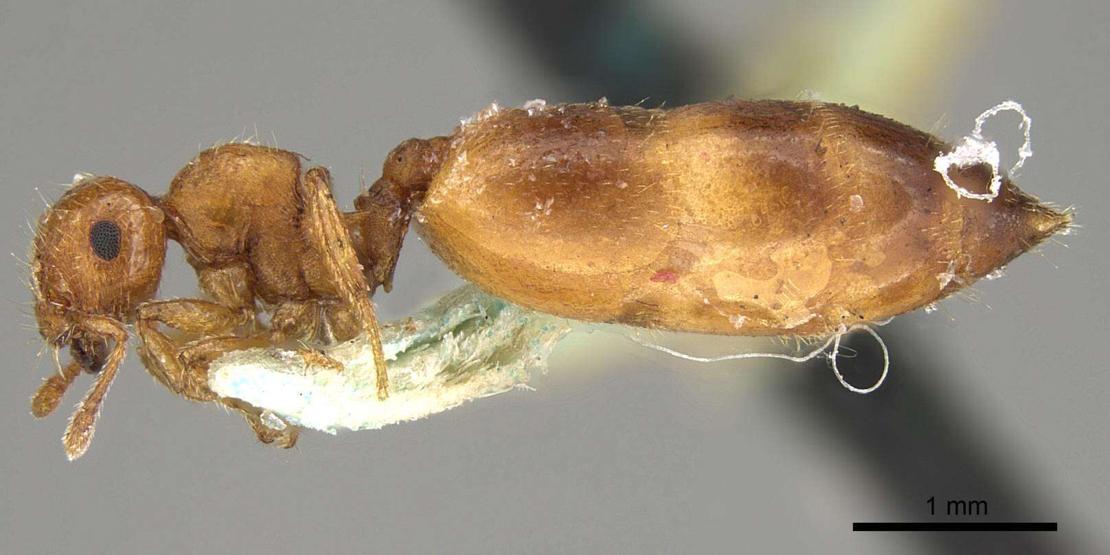 Image of Crematogaster biroi Mayr 1897