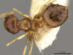 Image of Crematogaster rufotestacea Mayr 1876