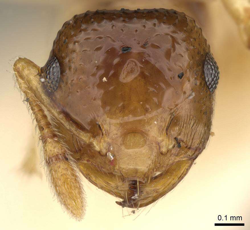 Image of Crematogaster rufotestacea Mayr 1876