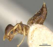 Image of Crematogaster rufotestacea Mayr 1876