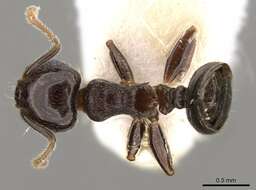 Image of <i>Crematogaster vagula</i>