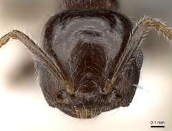 Image of <i>Crematogaster vagula</i>