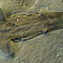 Image of Cladoselache clarki