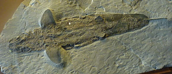 Image of Cladoselache clarki