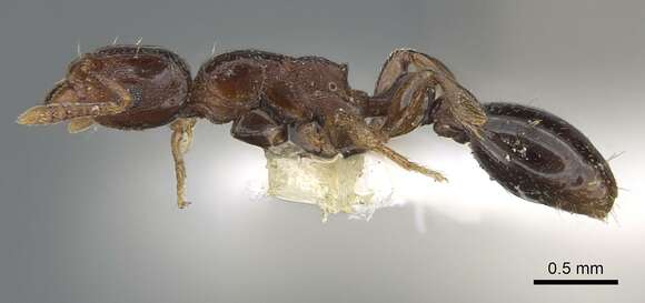 Image of <i>Tetramorium ultor</i> Forel 1913