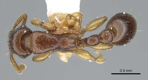 Image of <i>Tetramorium ultor</i> Forel 1913