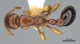 Image de <i>Tetramorium</i> (<i>Decamorium</i>) <i>decem</i> Forel