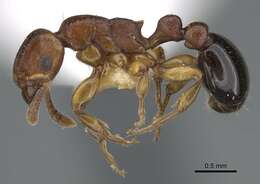 Image de <i>Tetramorium</i> (<i>Decamorium</i>) <i>decem</i> Forel