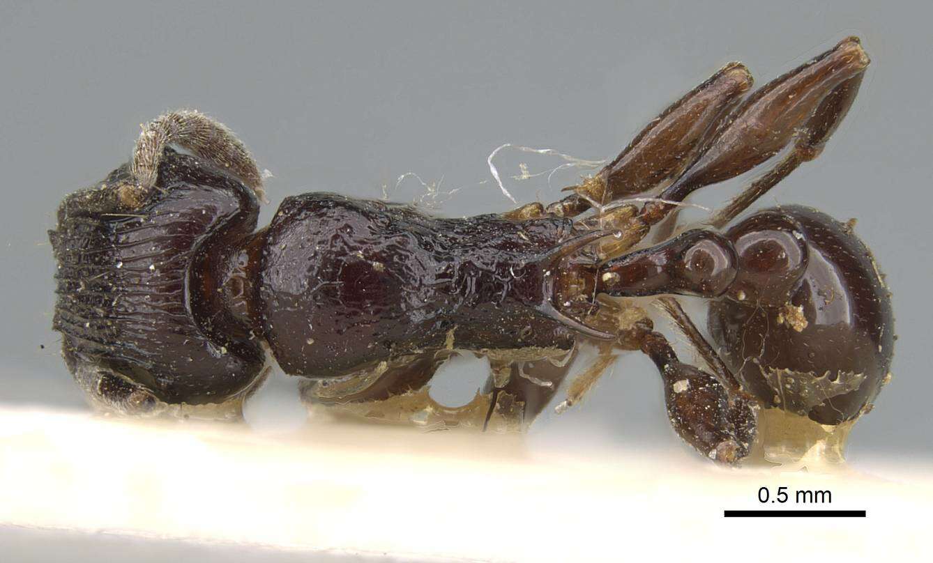 Image of Tetramorium severini (Emery 1895)