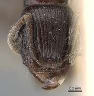 Image of Tetramorium severini (Emery 1895)