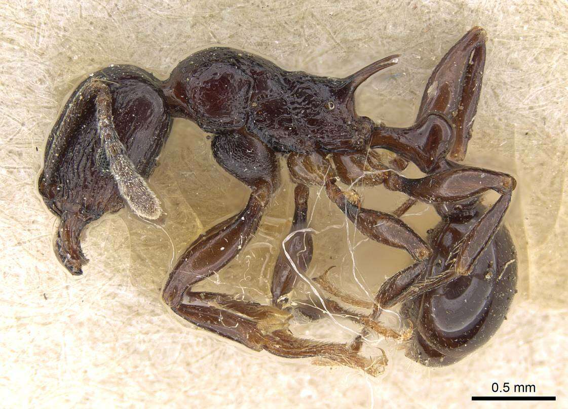 Image of Tetramorium severini (Emery 1895)