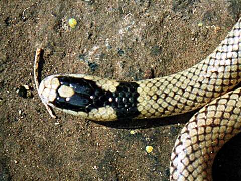 Image of Kenya Two-headed Snake