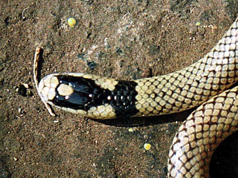 Image de Micrelaps bicoloratus Sternfeld 1908