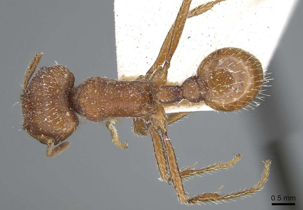 Image of Harvester Ants