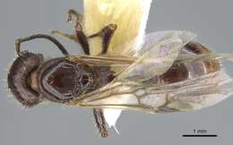 صورة Pogonomyrmex colei Snelling 1982