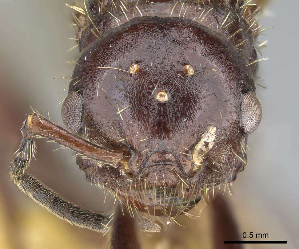 صورة Pogonomyrmex colei Snelling 1982