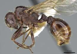 صورة Pogonomyrmex colei Snelling 1982