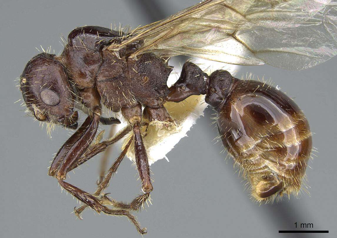 Image of Workerless inquiline ant