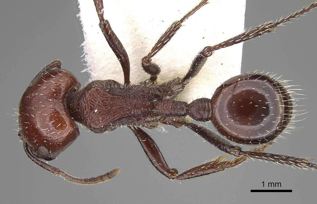 Image of Pogonomyrmex marcusi Kusnezov 1951