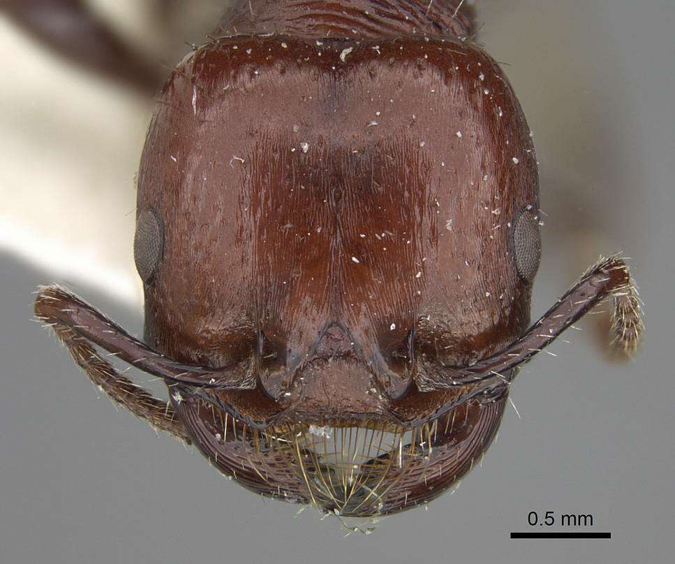 Image of Pogonomyrmex marcusi Kusnezov 1951