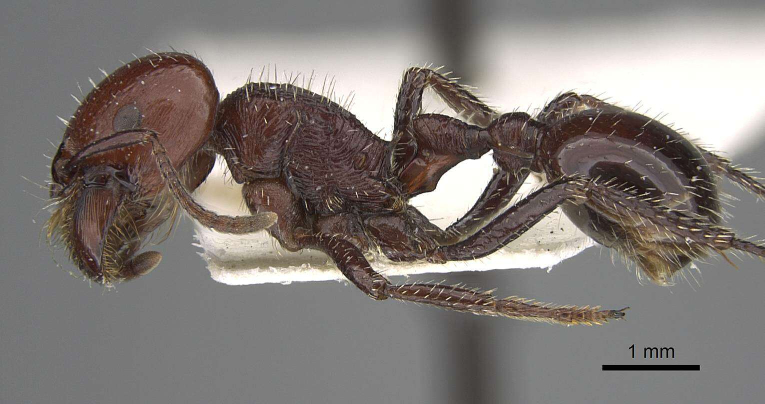 Image of Pogonomyrmex marcusi Kusnezov 1951