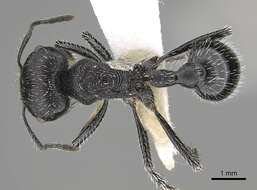 Image of <i>Pogonomyrmex tinogasta</i>