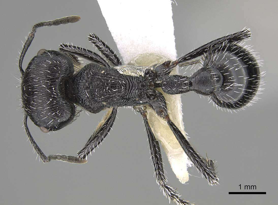 Plancia ëd <i>Pogonomyrmex tinogasta</i>