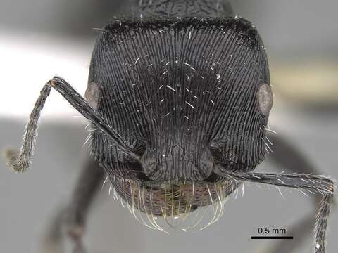 Image of <i>Pogonomyrmex tinogasta</i>