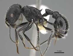 Plancia ëd <i>Pogonomyrmex tinogasta</i>