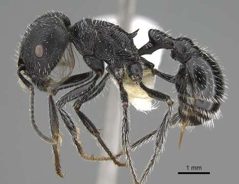 Image of <i>Pogonomyrmex tinogasta</i>