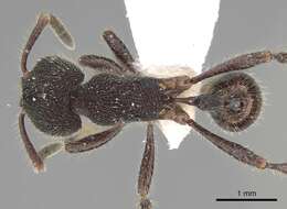 Image of <i>Pogonomyrmex stefani</i>