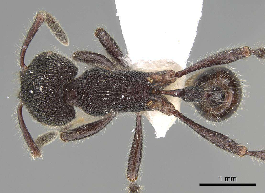 Image of <i>Pogonomyrmex stefani</i>