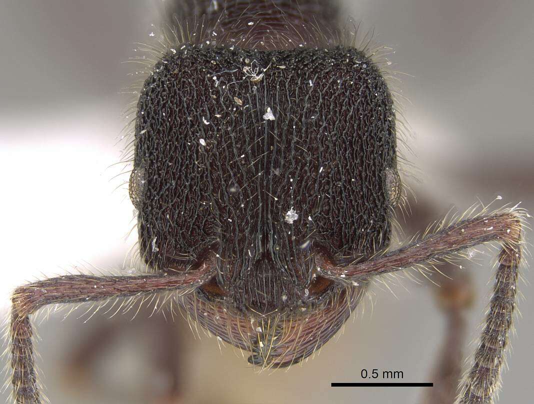 Image of <i>Pogonomyrmex stefani</i>