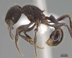 Image of <i>Pogonomyrmex stefani</i>