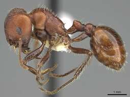 Image of Harvester Ants