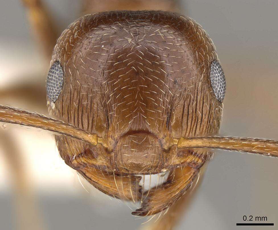 صورة Crematogaster auberti Emery 1869