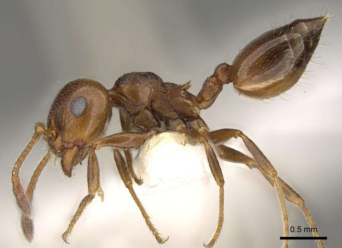 صورة Crematogaster auberti Emery 1869