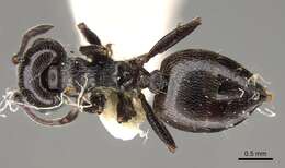 Image of Crematogaster laestrygon Emery 1869