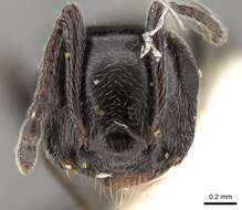 Image of Crematogaster laestrygon Emery 1869