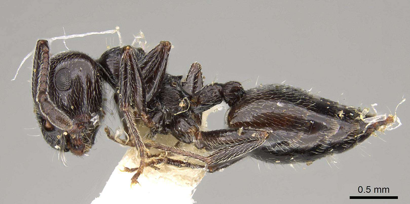 Image of Crematogaster laestrygon Emery 1869