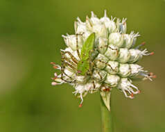 Image of Peucetia