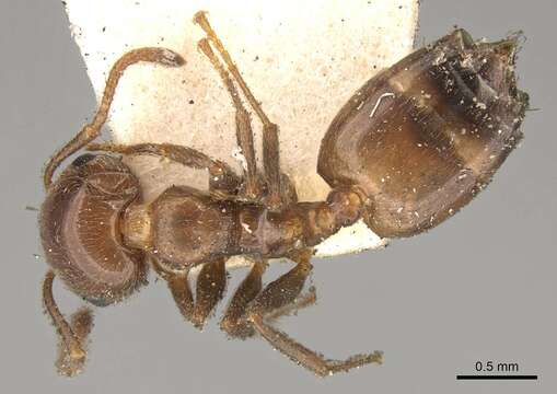 Image de Crematogaster inermis Mayr 1862